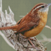 Cute Carolina Wren Diamond Painting