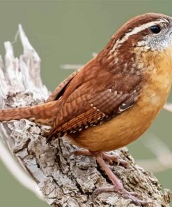 Cute Carolina Wren Diamond Painting