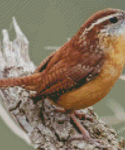 Cute Carolina Wren Diamond Painting