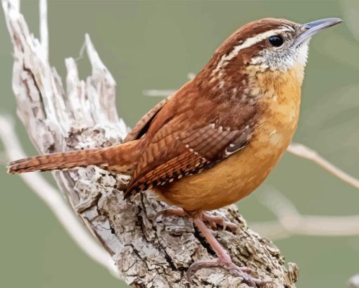 Cute Carolina Wren Diamond Painting