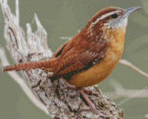 Cute Carolina Wren Diamond Painting