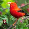 Orange Red Kauai Bird Diamond Painting