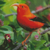 Orange Red Kauai Bird Diamond Painting