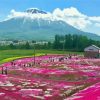 Pink Flower Fields In Hokkaido Garden Diamond Painting