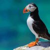 Puffin Animal On Rock Diamond Painting