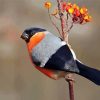 Eurasian Bullfinch Bird Diamond Painting