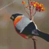 Eurasian Bullfinch Bird Diamond Painting