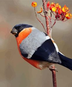 Eurasian Bullfinch Bird Diamond Painting