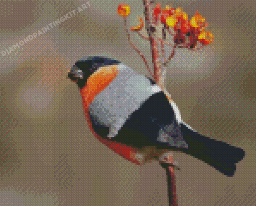 Eurasian Bullfinch Bird Diamond Painting