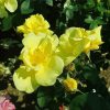 Yellow Austrian Briar Roses Diamond Painting