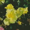 Yellow Austrian Briar Roses Diamond Painting