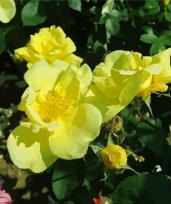 Yellow Austrian Briar Roses Diamond Painting