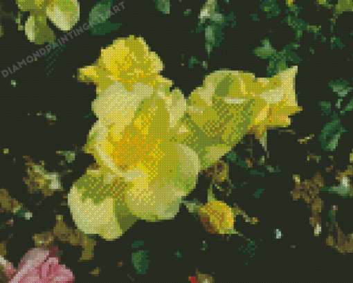 Yellow Austrian Briar Roses Diamond Painting